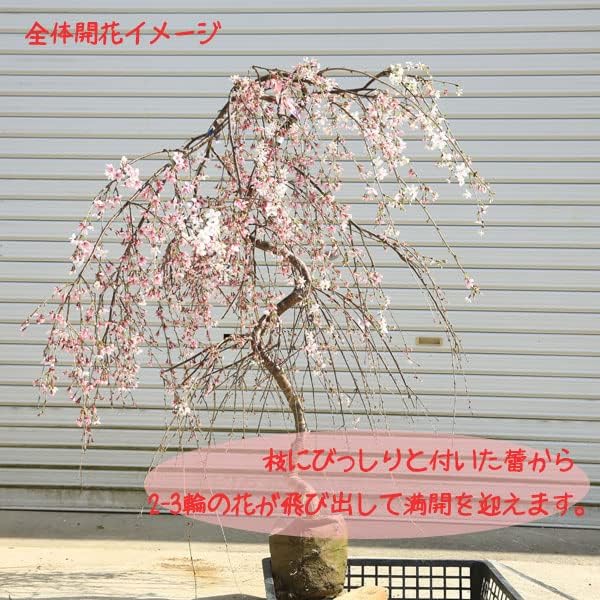 枝垂れ桜　　高さ約1.7メートル Amazon.co.jp: 特選庭木：しだれ桜(しだれ富士桜)* 一重しだれ桜 樹高